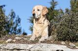 GOLDEN RETRIEVER 567
